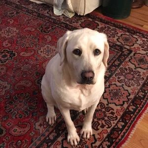 Meet your Posher, Jordan